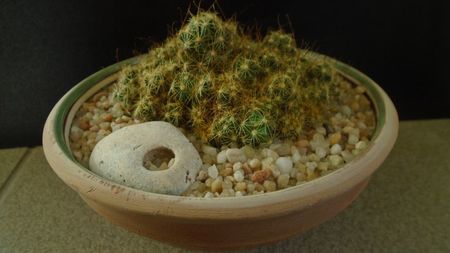 Mammillaria surculosa