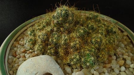 Mammillaria surculosa