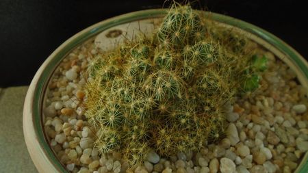 Mammillaria surculosa