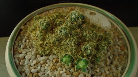 Mammillaria surculosa