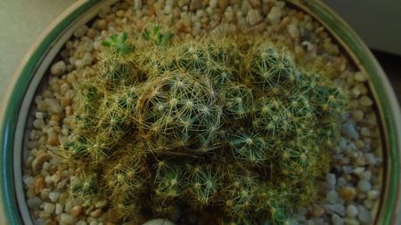 Mammillaria surculosa