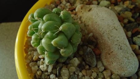 Mammillaria longimamma monstrose