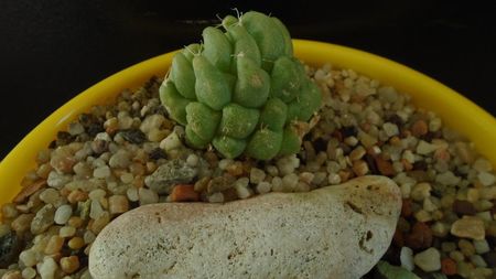 Mammillaria longimamma monstrose