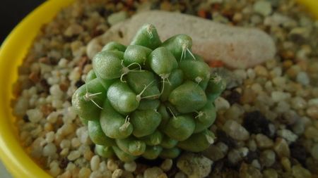 Mammillaria longimamma monstrose