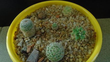 Grup de 6 Mammillaria; M. stella-de-tacubaya
M. perezdelarosae
M. peninsularis
M. perbella v. lanata
M. boolii
M. grahamii
