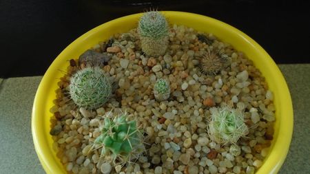 Grup de 6 Mammillaria; M. stella-de-tacubaya
M. perezdelarosae
M. peninsularis
M. perbella v. lanata
M. boolii
M. grahamii
