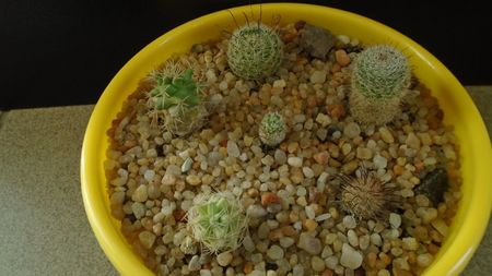 Grup de 6 Mammillaria; M. stella-de-tacubaya
M. perezdelarosae
M. peninsularis
M. perbella v. lanata
M. boolii
M. grahamii
