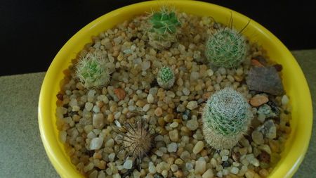 Grup de 6 Mammillaria; M. stella-de-tacubaya
M. perezdelarosae
M. peninsularis
M. perbella v. lanata
M. boolii
M. grahamii
