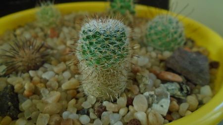 Mammillaria perbella v. lanata, San Pablo, Queretaro, Mx.