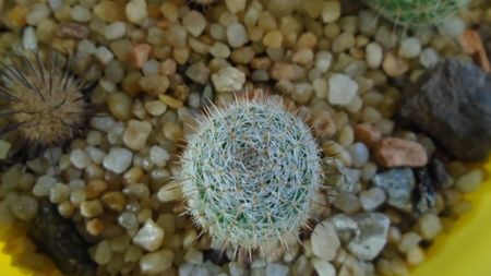 Mammillaria perbella v. lanata, San Pablo, Queretaro, Mx.