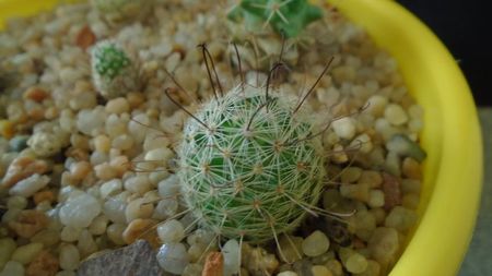 Mammillaria grahamii