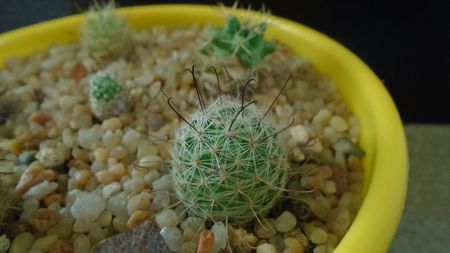 Mammillaria grahamii