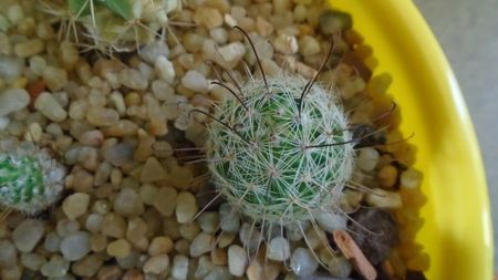 Mammillaria grahamii