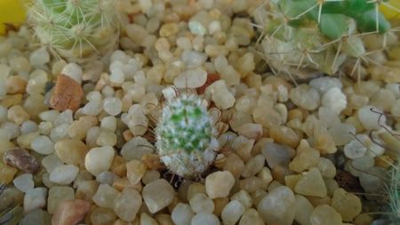 Mammillaria perezdelarosae