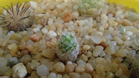 Mammillaria perezdelarosae