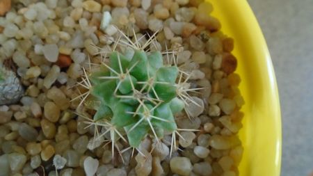 Mammillaria peninsularis