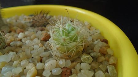 Mammillaria boolii