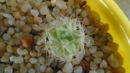 Mammillaria boolii