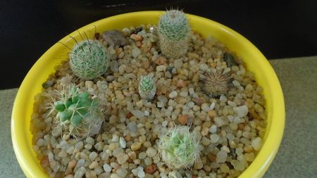 Grup de 6 Mammillaria; M. stella-de-tacubaya
M. perezdelarosae
M. peninsularis
M. perbella v. lanata
M. boolii
M. grahamii
