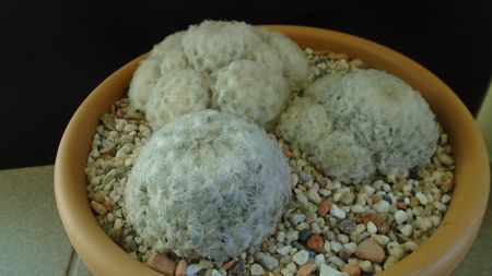 Mammillaria plumosa (2 ex.)  & Mammillaria plumosa v. roseiflora