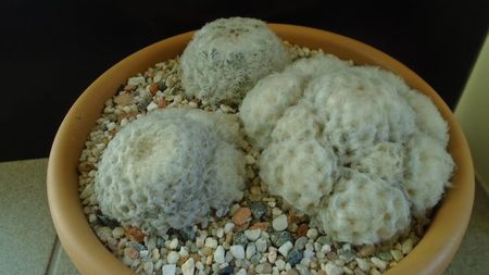 Mammillaria plumosa (2 ex.)  & Mammillaria plumosa v. roseiflora