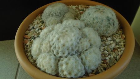 Mammillaria plumosa (2 ex.)  & Mammillaria plumosa v. roseiflora