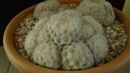 Mammillaria plumosa