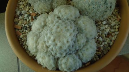 Mammillaria plumosa