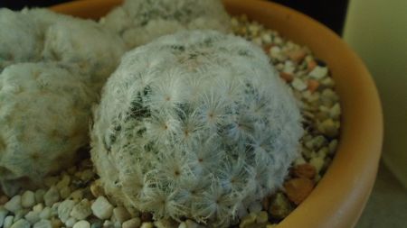 Mammillaria plumosa