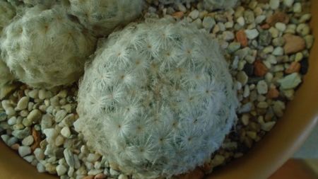 Mammillaria plumosa