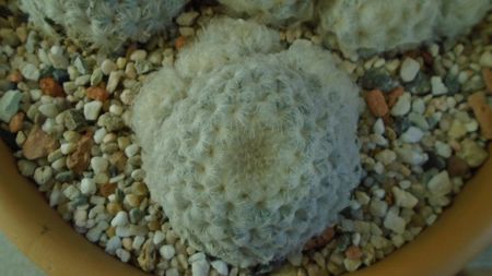 Mammillaria plumosa v. roseiflora