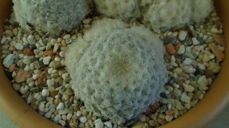 Mammillaria plumosa v. roseiflora