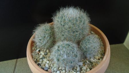 Mammillaria bocasana