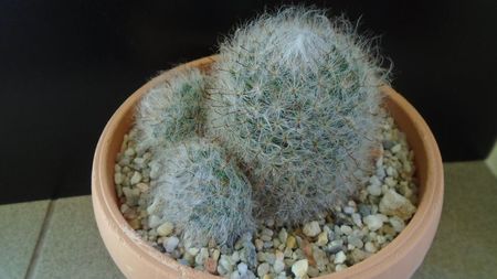 Mammillaria bocasana