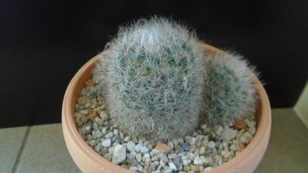 Mammillaria bocasana