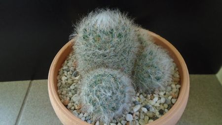 Mammillaria bocasana