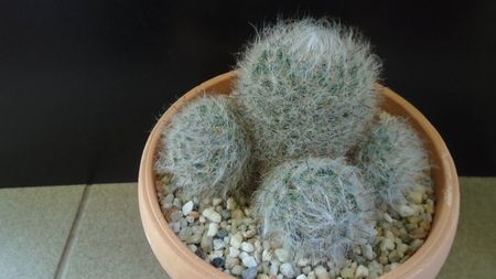 Mammillaria bocasana