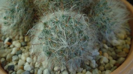 Mammillaria bocasana