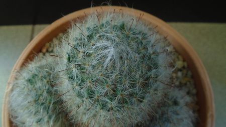 Mammillaria bocasana