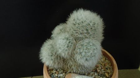 Mammillaria bocasana cv. multilanata