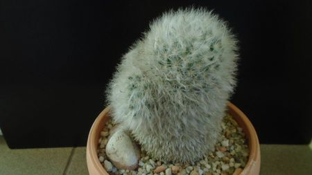 Mammillaria bocasana cv. multilanata