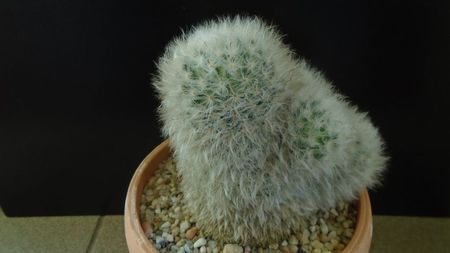 Mammillaria bocasana cv. multilanata