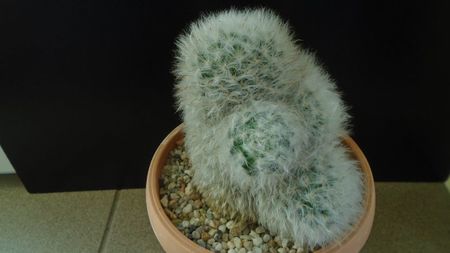 Mammillaria bocasana cv. multilanata