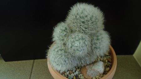 Mammillaria bocasana cv. multilanata