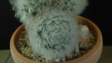 Mammillaria bocasana cv. multilanata