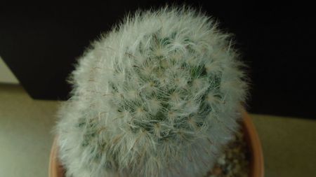 Mammillaria bocasana cv. multilanata