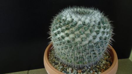 Mammillaria formosa ssp. chionocephala