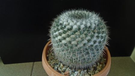 Mammillaria formosa ssp. chionocephala