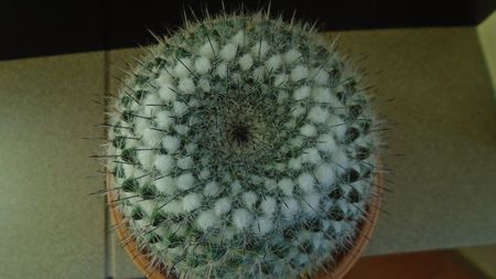 Mammillaria formosa ssp. chionocephala