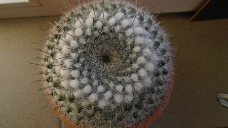 Mammillaria formosa ssp. chionocephala